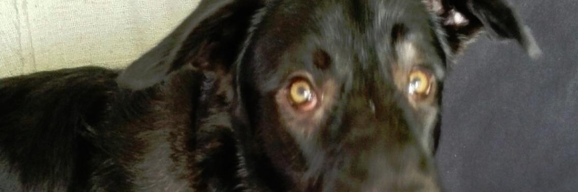 Thor houdt van video's | Joni-Dorian