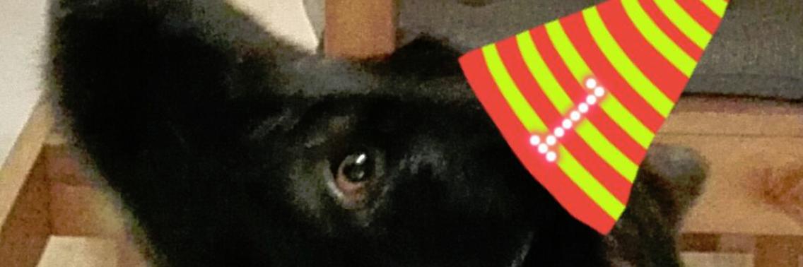 Thor is geen puppy meer | Joni-Dorian