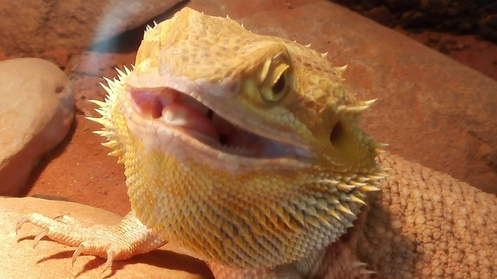 Intrekking Oneindigheid ventilatie Smiling Dragon