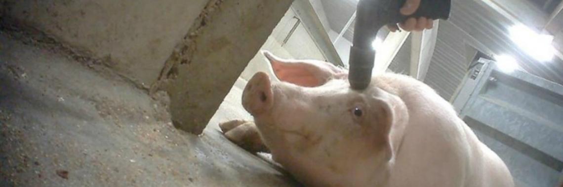 Durf jij je mening te geven? | Wietse Jan Beijert