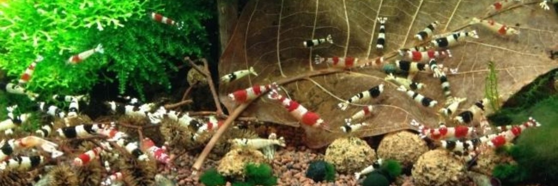 Garnalen houden. | Mell Catsoul