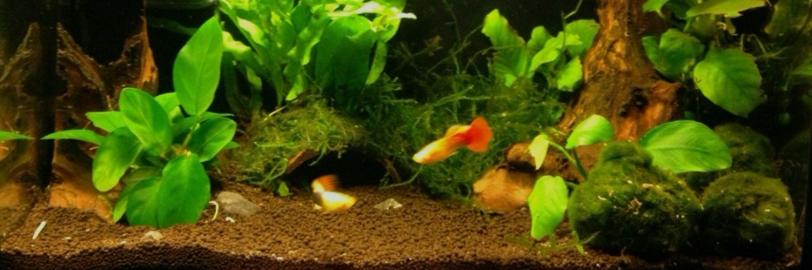 Garnalen houden. Deel 2 | Mell Catsoul