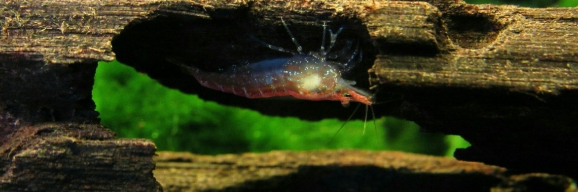 Garnalen houden. Deel 4 | Mell Catsoul