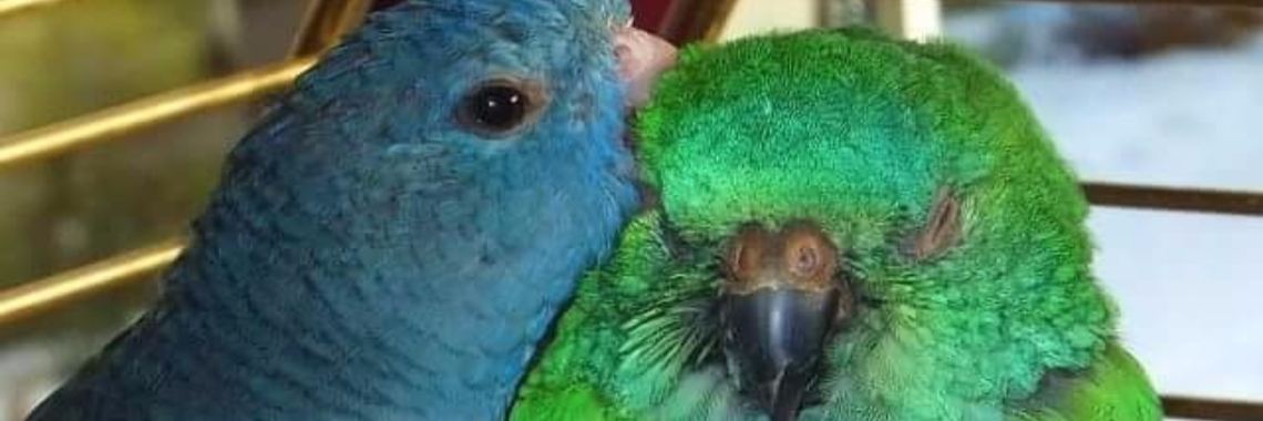 Onze birdies | Mell Catsoul