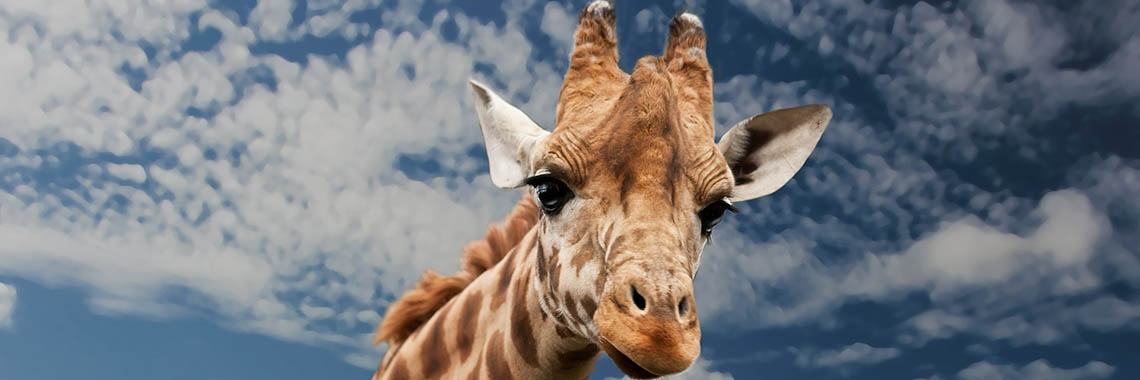 #AprilTheGiraffe | Boemerang