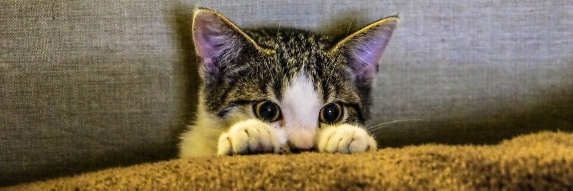 Crazy cat lady | Boemerang