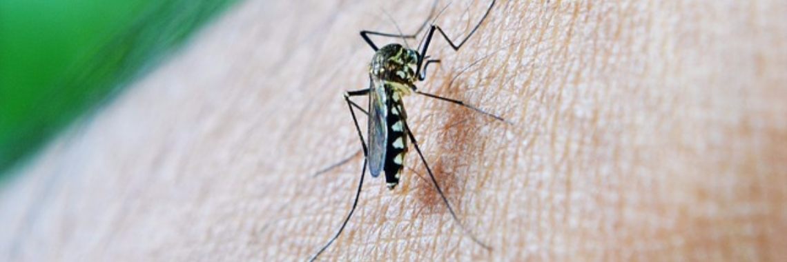 Muggen, hoe bestrijd je ze? | Boemerang