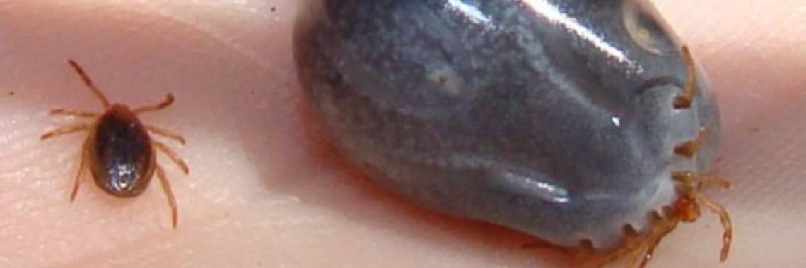 Teken voorkomen op jezelf en je hond (met update!) | Daanebanaan