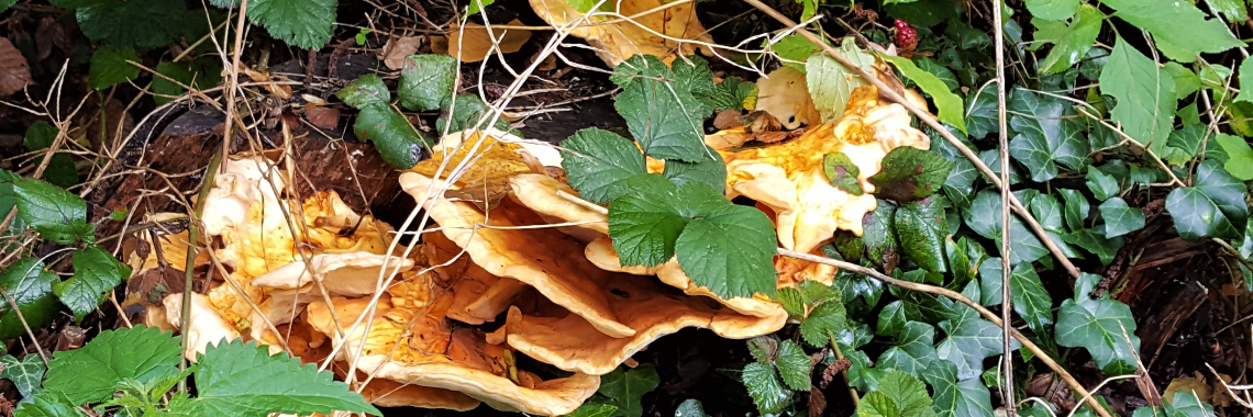 When nature covers the war. | DidI'Ms world