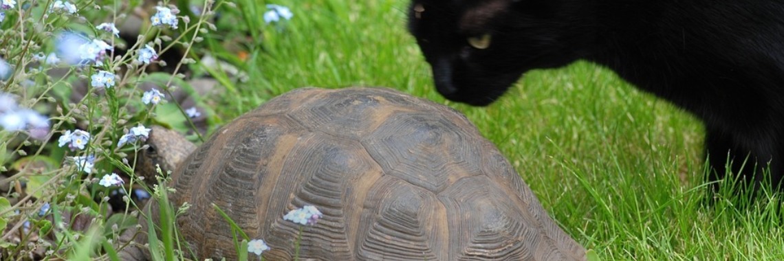 Als je huisdier naar jezelf vernoemd wordt | DidI'Ms world
