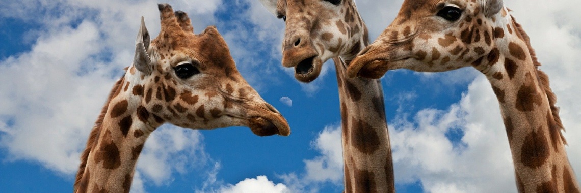 Babylonische spraakverwarring | DidI'Ms world