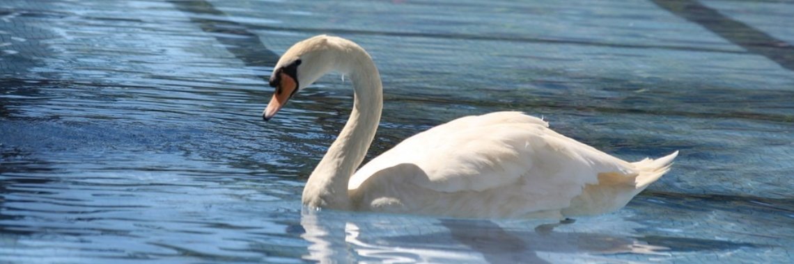 Chloor zwembadje in de tuin. Is dat schadelijk? | DidI'Ms world