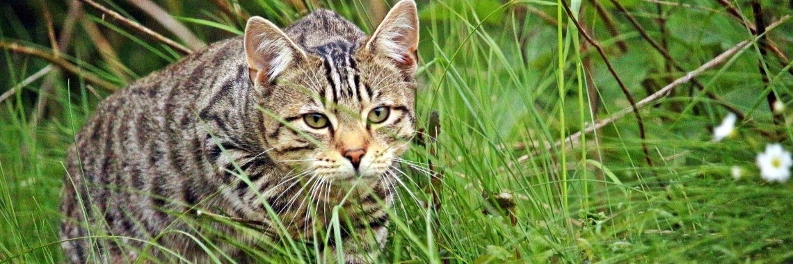 De katten blijven ruzie maken. | DidI'Ms world