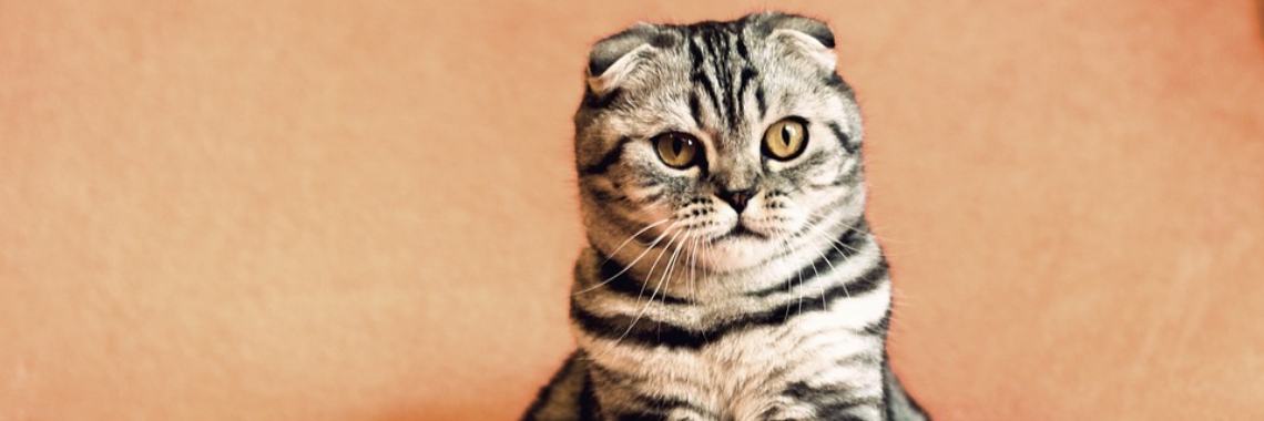 Duurzame poepschep | DidI'Ms world