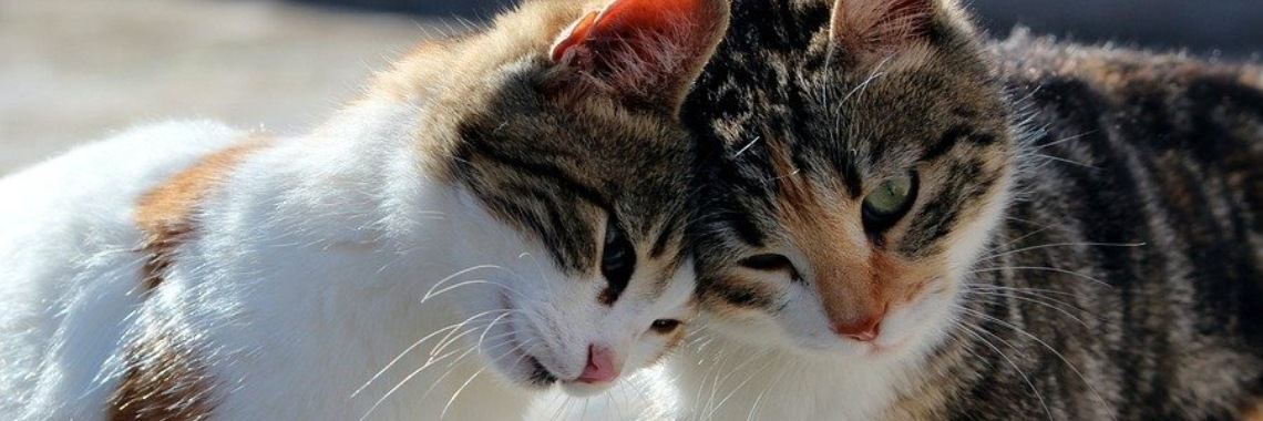 Hold me close | DidI'Ms world