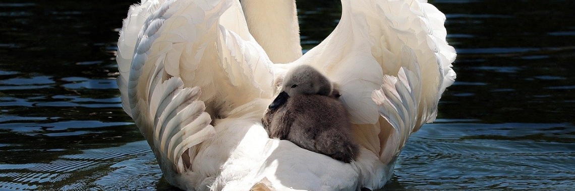 Ik hou niet van kinderen. Ik vind ze gewoon echt niet leuk. | DidI'Ms world