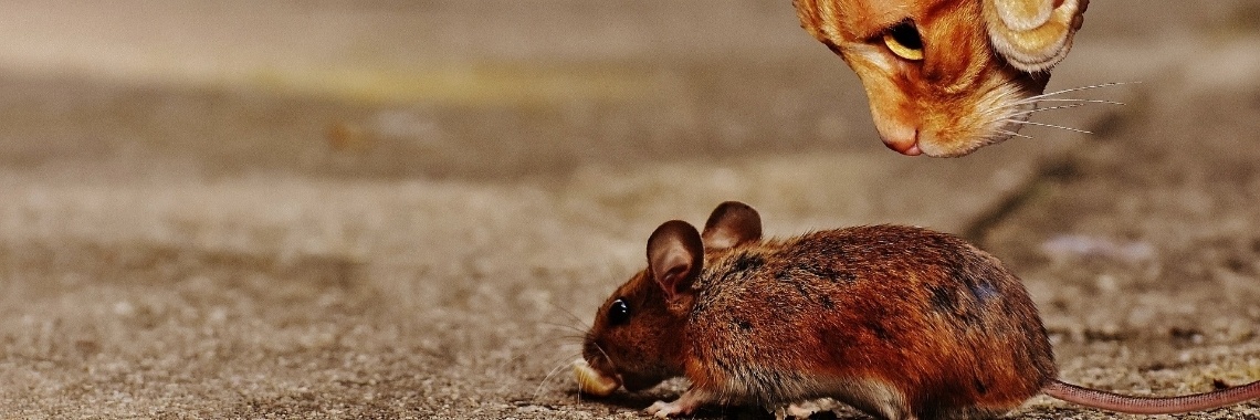 Kat en muis spelletje? | DidI'Ms world