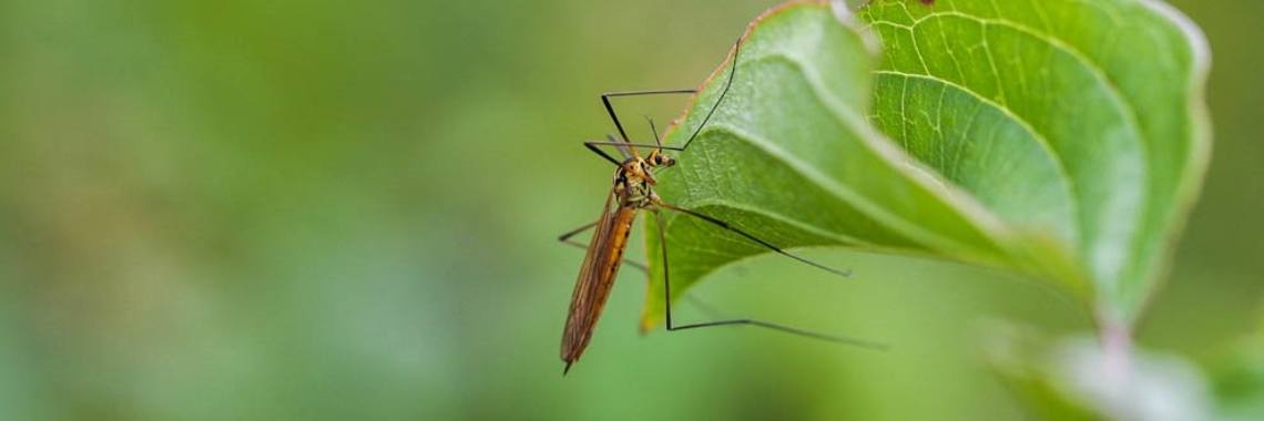 Langpootmuggen, wat moet je er mee? | DidI'Ms world