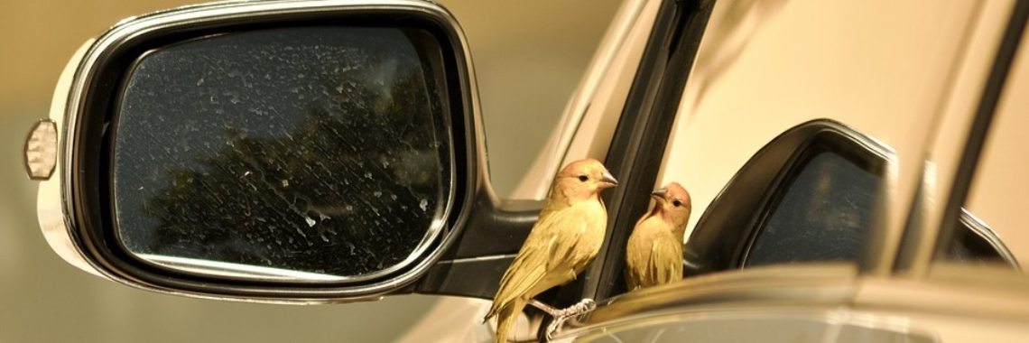 Opeens bang in de auto (deel 1) | DidI'Ms world