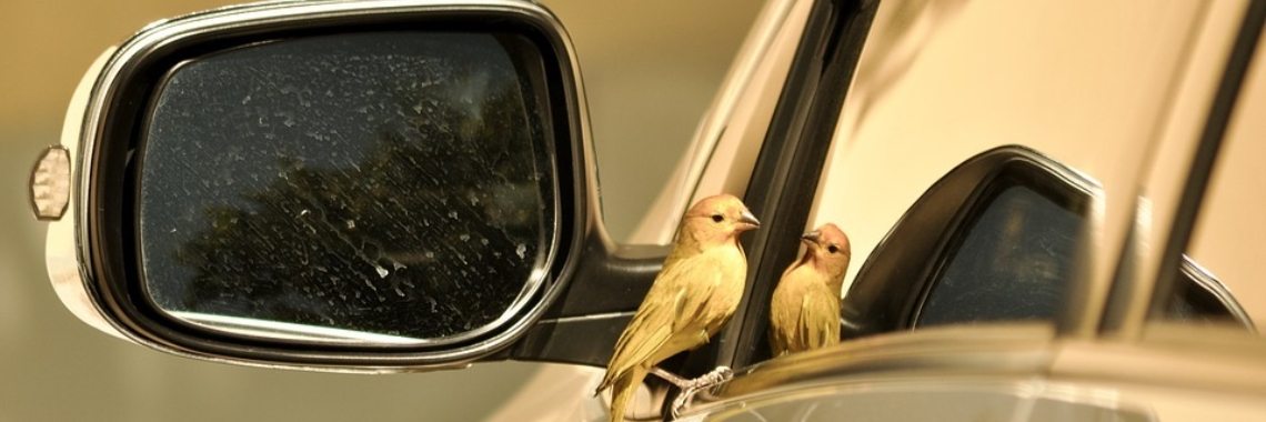 Opeens bang in de auto (deel 2) | DidI'Ms world