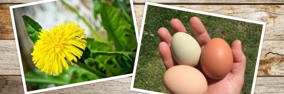 Paardenbloemen-appeljam & Pickled eggs maken | DidI'Ms world