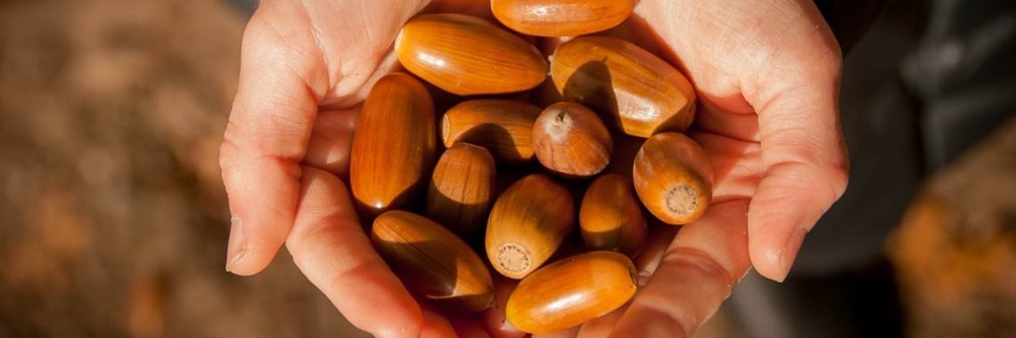 Eikeltjespap | DidI'Ms world