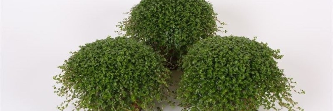 Slaapkamergeluk in de badkamer | DidI'Ms world