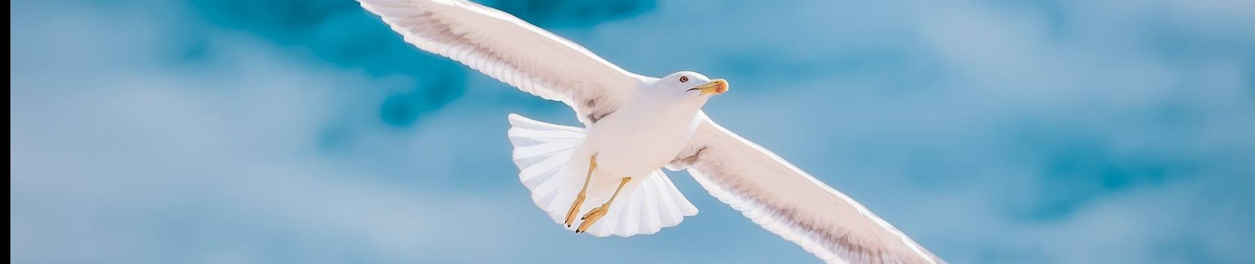 Vrij als een vogel zonder auto. | DidI'Ms world