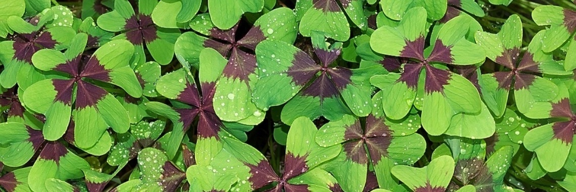 Als je kiezen moet kies je dan goed? | DidI'Ms world