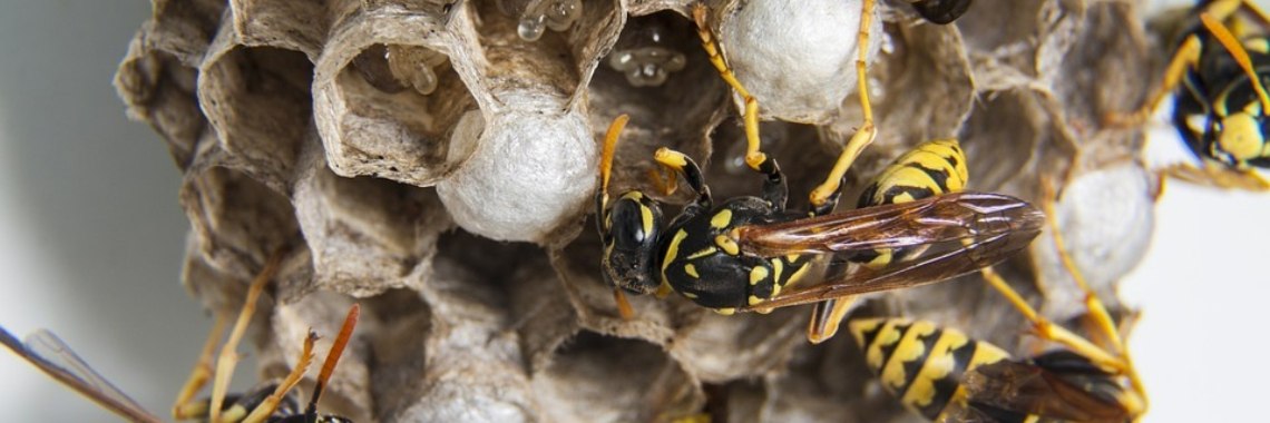 Wat is een wespenplaag? | DidI'Ms world