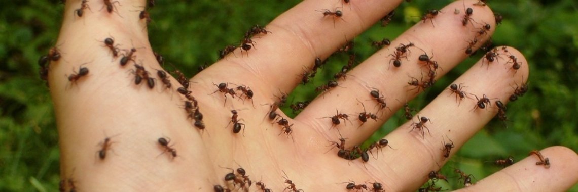 We hebben (eindelijk) MIEREN!!!! | DidI'Ms world