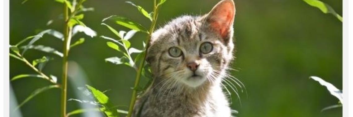 De wilde kat is weer terug. Hoe bijzonder is dat! (met filmpje) | DidI'Ms world