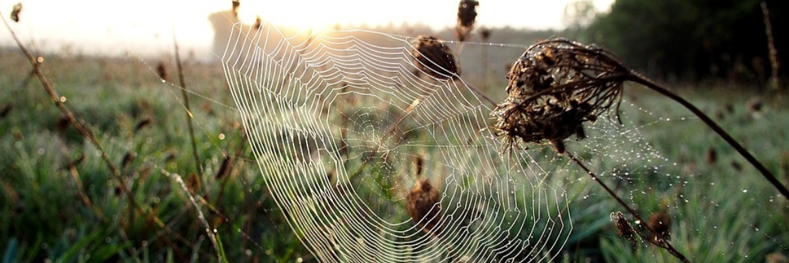 Ze komen weer te voorschijn: spinnen. | DidI'Ms world