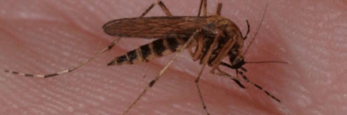 Wist je dat alleen vrouwelijke muggen steken? | yanahagens