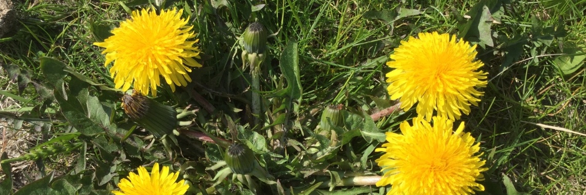 De lekkerste kappertjes maak je zelf, van paardenbloemen | meliving