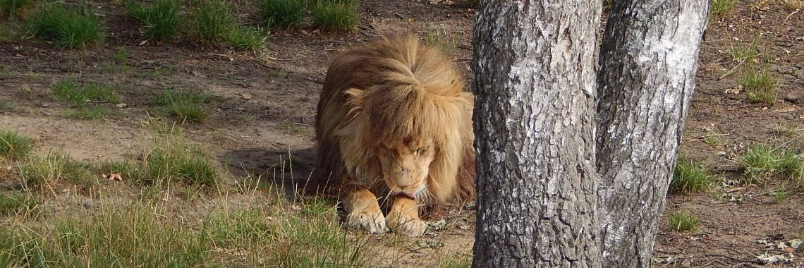 Aktie bij de leeuwen.... | MereltjevanBrabant