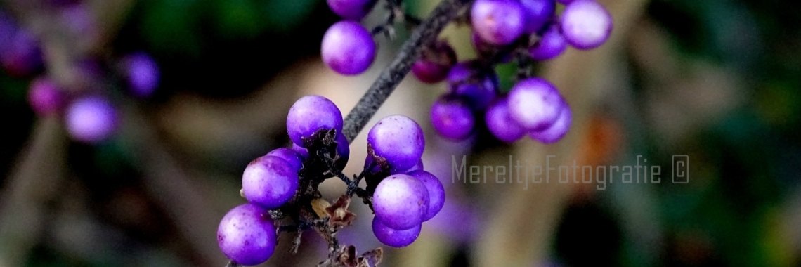 Callicarpa, paarse besjes plant | MereltjevanBrabant