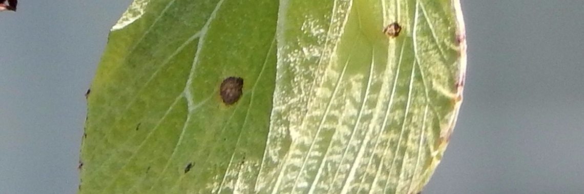 Citroenvlinder | MereltjevanBrabant