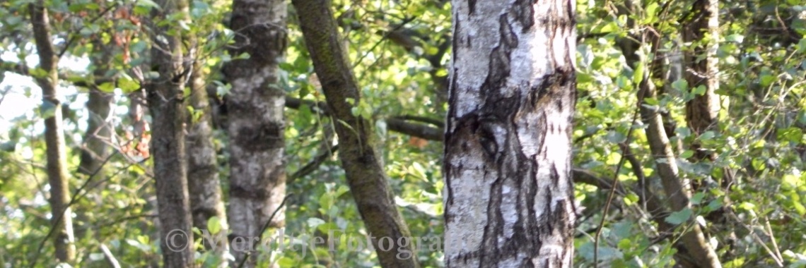 Schutkleuren......bonte specht | MereltjevanBrabant