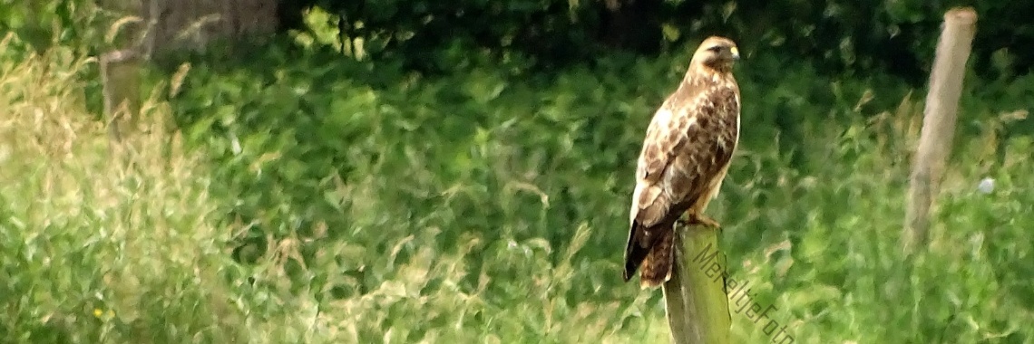 De buizerd  | MereltjevanBrabant