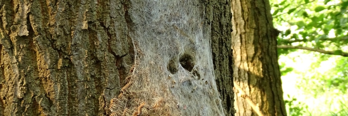 De eikenprocessierups | MereltjevanBrabant