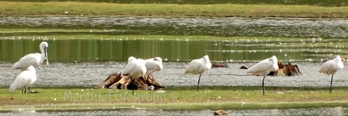 De lepelaar | MereltjevanBrabant