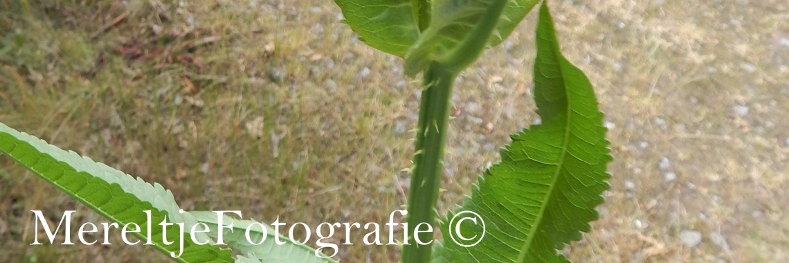 De wilde kaardebol | MereltjevanBrabant