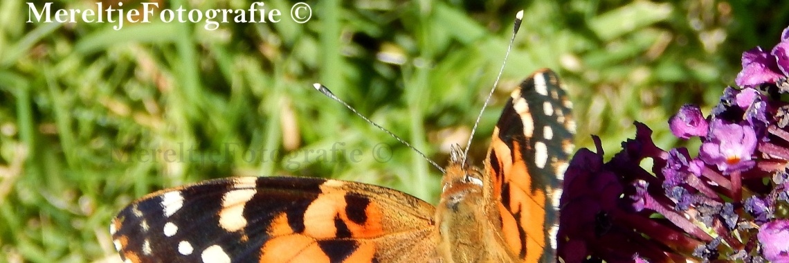 Distelvlinder | MereltjevanBrabant