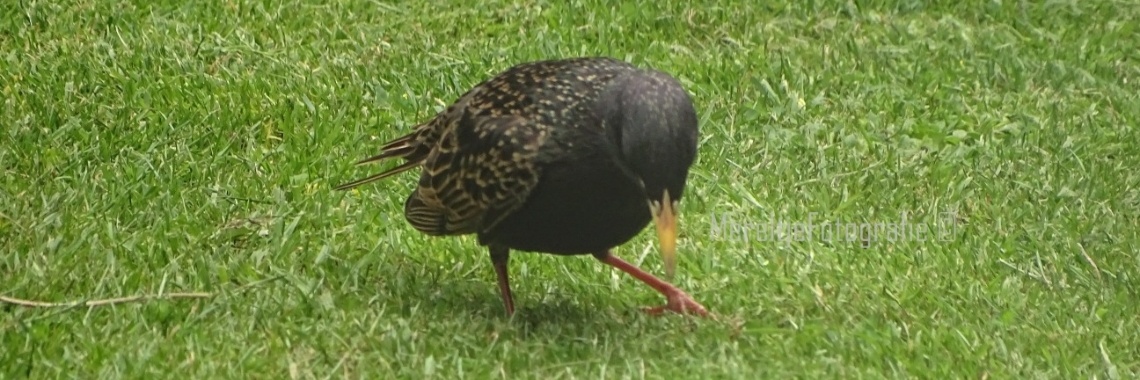 Een spreeuw op bezoek | MereltjevanBrabant