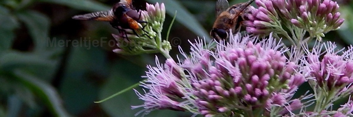 Een witte reus in het bos | MereltjevanBrabant