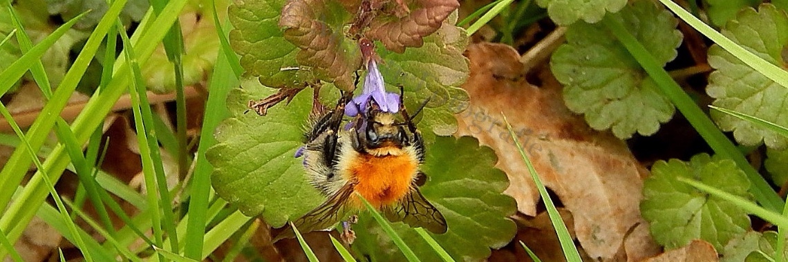Gespot: insecten | MereltjevanBrabant