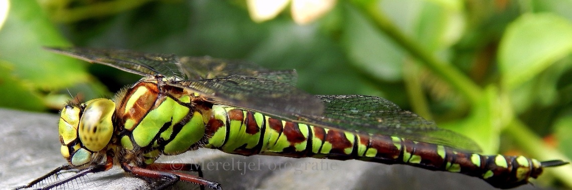 Gespot: Libellen | MereltjevanBrabant