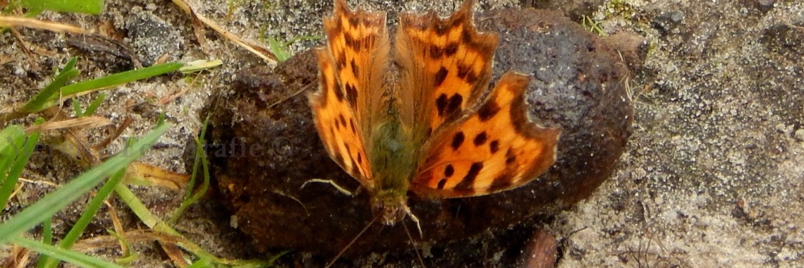 Gespot: vlinders | MereltjevanBrabant