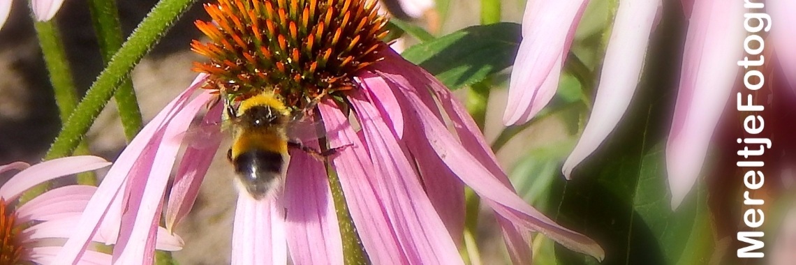 Hommels (Bombus) | MereltjevanBrabant